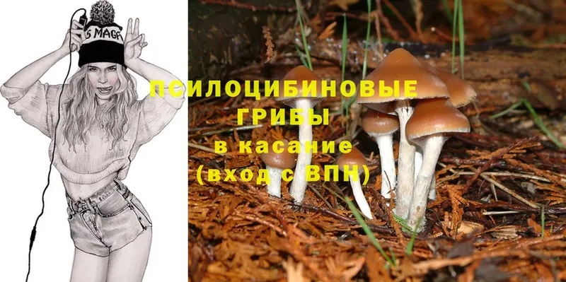 Галлюциногенные грибы Cubensis  Кяхта 